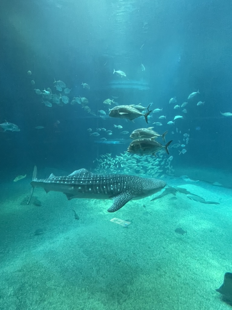 Whale Shark at the Kaiyukan Aquarium in Osaka, Japan
