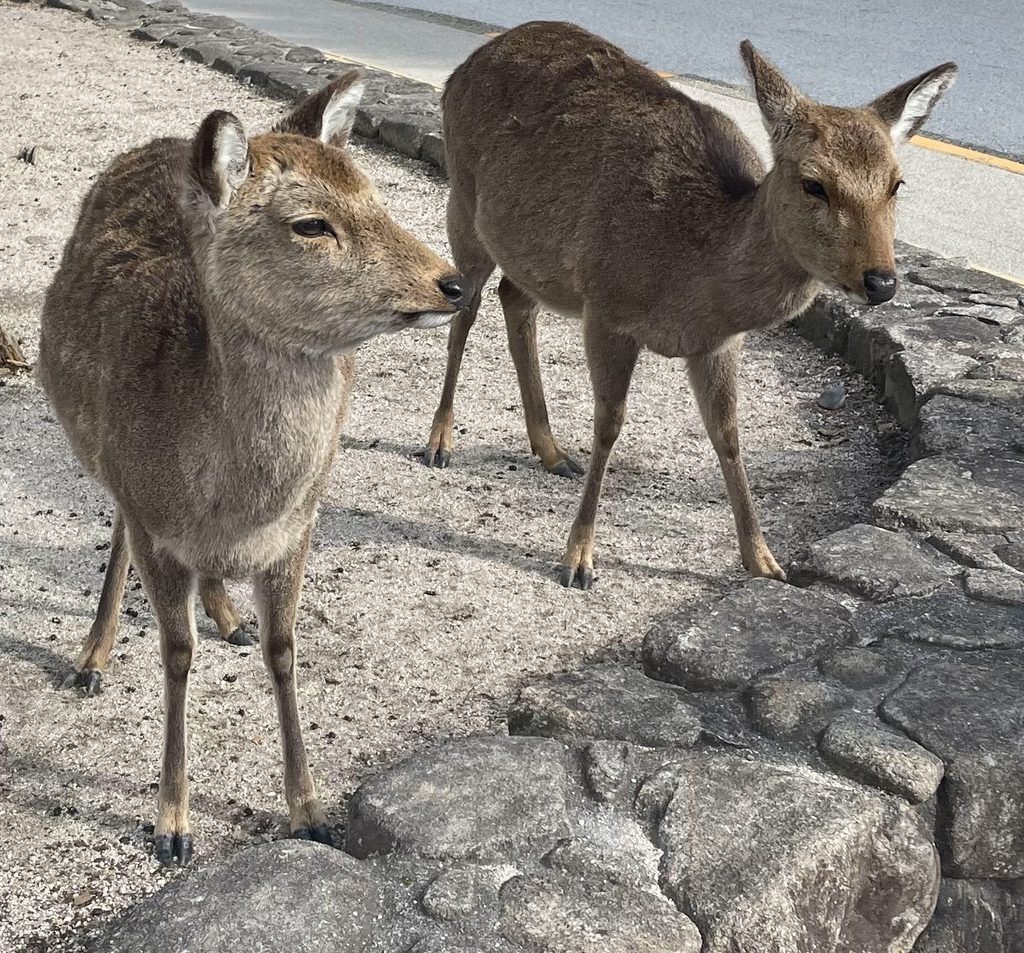 Two deer at Miyajima Island in Hiroshima, Japan